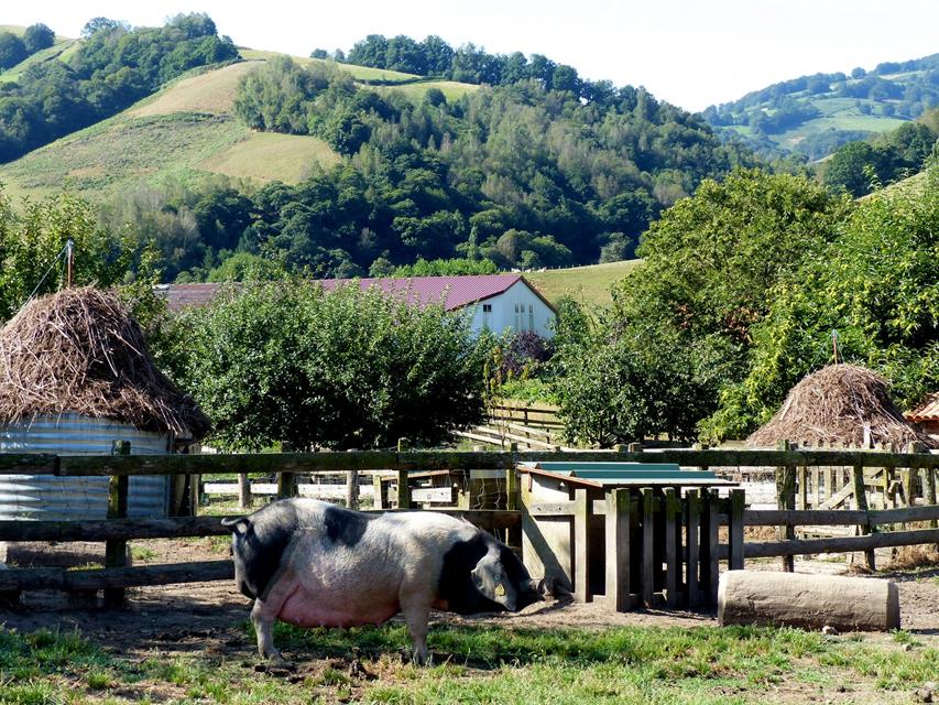Image14 - Le Porc Basque